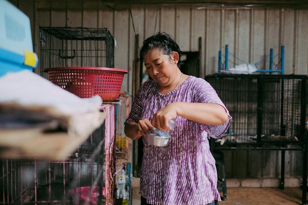 Comment choisir un harnais pour son chien ?