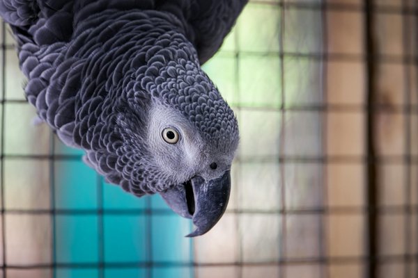 La Coexistence Harmonieuse entre les Bergers (Américain Miniature et Blanc Suisse) et les Chats
