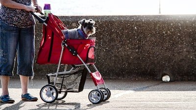 Poussette pour chien : quelle utilité ?