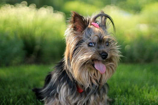 Yorkshire terrier : comment l'entretenir et le nourrir ?